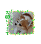 チャロわん3（個別スタンプ：6）