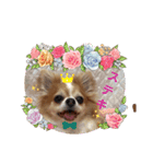 チャロわん3（個別スタンプ：10）