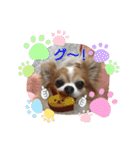 チャロわん3（個別スタンプ：11）