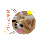 チャロわん3（個別スタンプ：13）