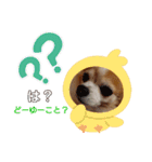 チャロわん3（個別スタンプ：15）