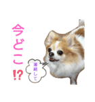 チャロわん3（個別スタンプ：16）