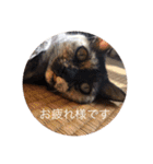 CozyCatShelter2（個別スタンプ：4）