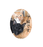 CozyCatShelter2（個別スタンプ：6）