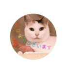 CozyCatShelter2（個別スタンプ：8）