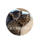 CozyCatShelter2（個別スタンプ：9）