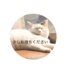 CozyCatShelter2（個別スタンプ：10）
