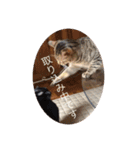 CozyCatShelter2（個別スタンプ：11）
