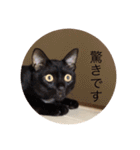 CozyCatShelter2（個別スタンプ：16）