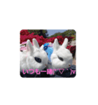 yomerabbit（個別スタンプ：3）