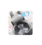 yomerabbit（個別スタンプ：4）