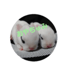 yomerabbit（個別スタンプ：5）