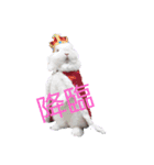 yomerabbit（個別スタンプ：6）