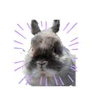 yomerabbit（個別スタンプ：8）
