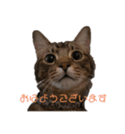 ぴこねこ2（個別スタンプ：1）