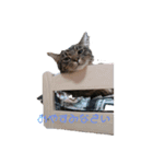 ぴこねこ2（個別スタンプ：2）