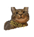 ぴこねこ2（個別スタンプ：3）