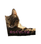 ぴこねこ2（個別スタンプ：4）