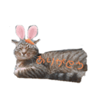 ぴこねこ2（個別スタンプ：6）