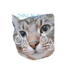 ぴこねこ2（個別スタンプ：7）