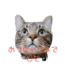 ぴこねこ2（個別スタンプ：8）