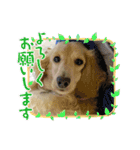 ぼのとむぎ（個別スタンプ：11）