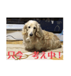 ぼのとむぎ（個別スタンプ：21）