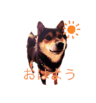 グリーティング れお るか シンバ（個別スタンプ：2）