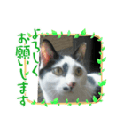 そらです。Sora（個別スタンプ：3）