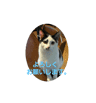 そらです。Sora（個別スタンプ：8）