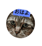 ハチといいます（個別スタンプ：4）