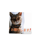 ハチといいます（個別スタンプ：5）