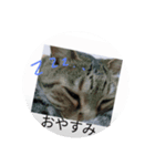 ハチといいます（個別スタンプ：8）