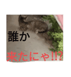 アカサタナハマヤラワ（個別スタンプ：1）