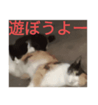 アカサタナハマヤラワ（個別スタンプ：6）