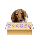 sucre＆SARA（個別スタンプ：10）