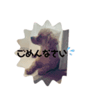 sucre＆SARA（個別スタンプ：11）