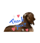 sucre＆SARA（個別スタンプ：12）