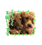 sucre＆SARA（個別スタンプ：13）