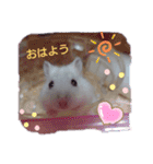 ハムスター♡スタンプ（個別スタンプ：1）