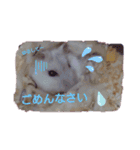 ハムスター♡スタンプ（個別スタンプ：3）