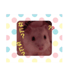 ハムスター♡スタンプ（個別スタンプ：5）
