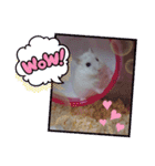 ハムスター♡スタンプ（個別スタンプ：10）