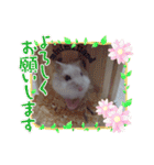 ハムスター♡スタンプ（個別スタンプ：12）