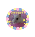 ハムスター♡スタンプ（個別スタンプ：18）
