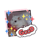 ハムスター♡スタンプ（個別スタンプ：21）
