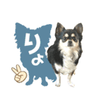 ジャビとココとコタロー（個別スタンプ：1）