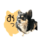 ジャビとココとコタロー（個別スタンプ：4）