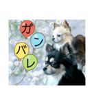 ジャビとココとコタロー（個別スタンプ：7）