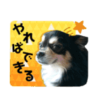 ジャビとココとコタロー（個別スタンプ：8）